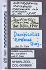 Etiketten zu Denticollis erebus (NHMW-ZOO-COL-0008668)